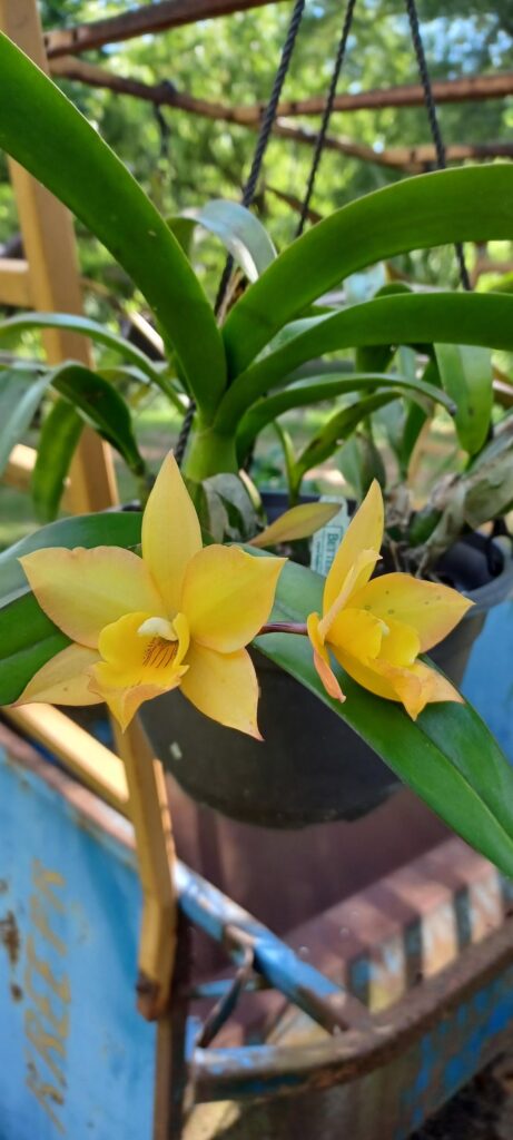 Jackfowliara Appleblossom 'NN'