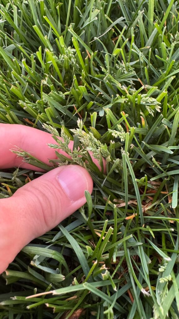 What is this in my lawn? 6a What is this in my lawn? 6a