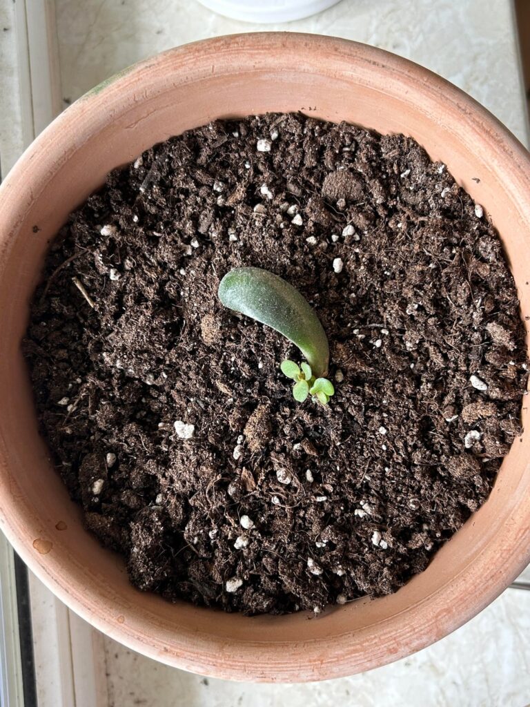1 Jahr Jade