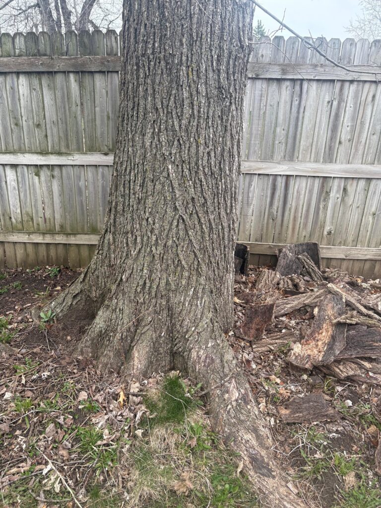 Elm? Is Elm? Is