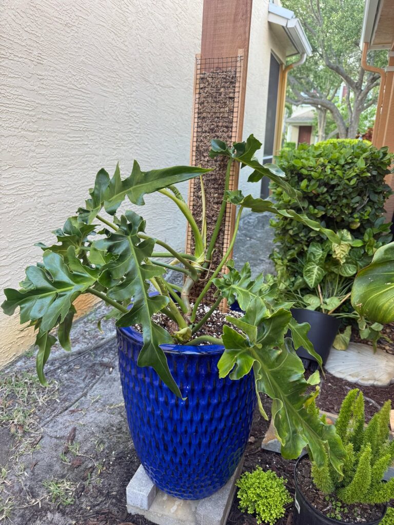 I made a XL custom cedar plank moss pole for my Philodendron Bob Cee to climb outside I made a XL custom cedar plank moss pole for my Philodendron Bob Cee to climb outside