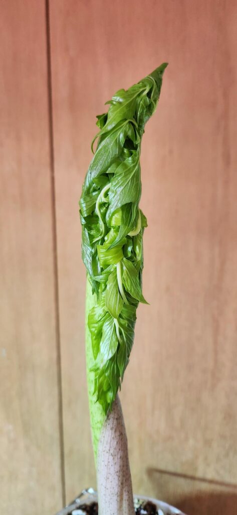 Emergent Taccarum leaves!