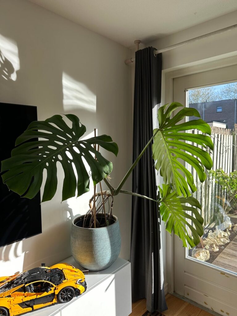 What should I do with this Monstera?