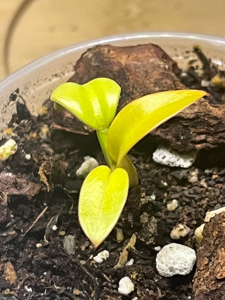 ID Help