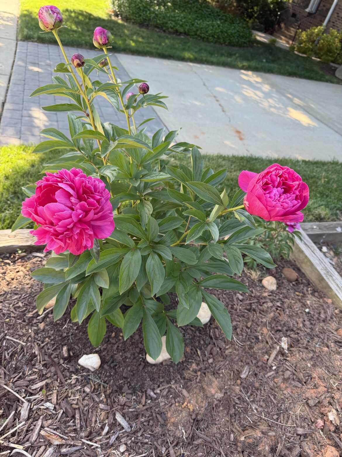 Paeonia Pride