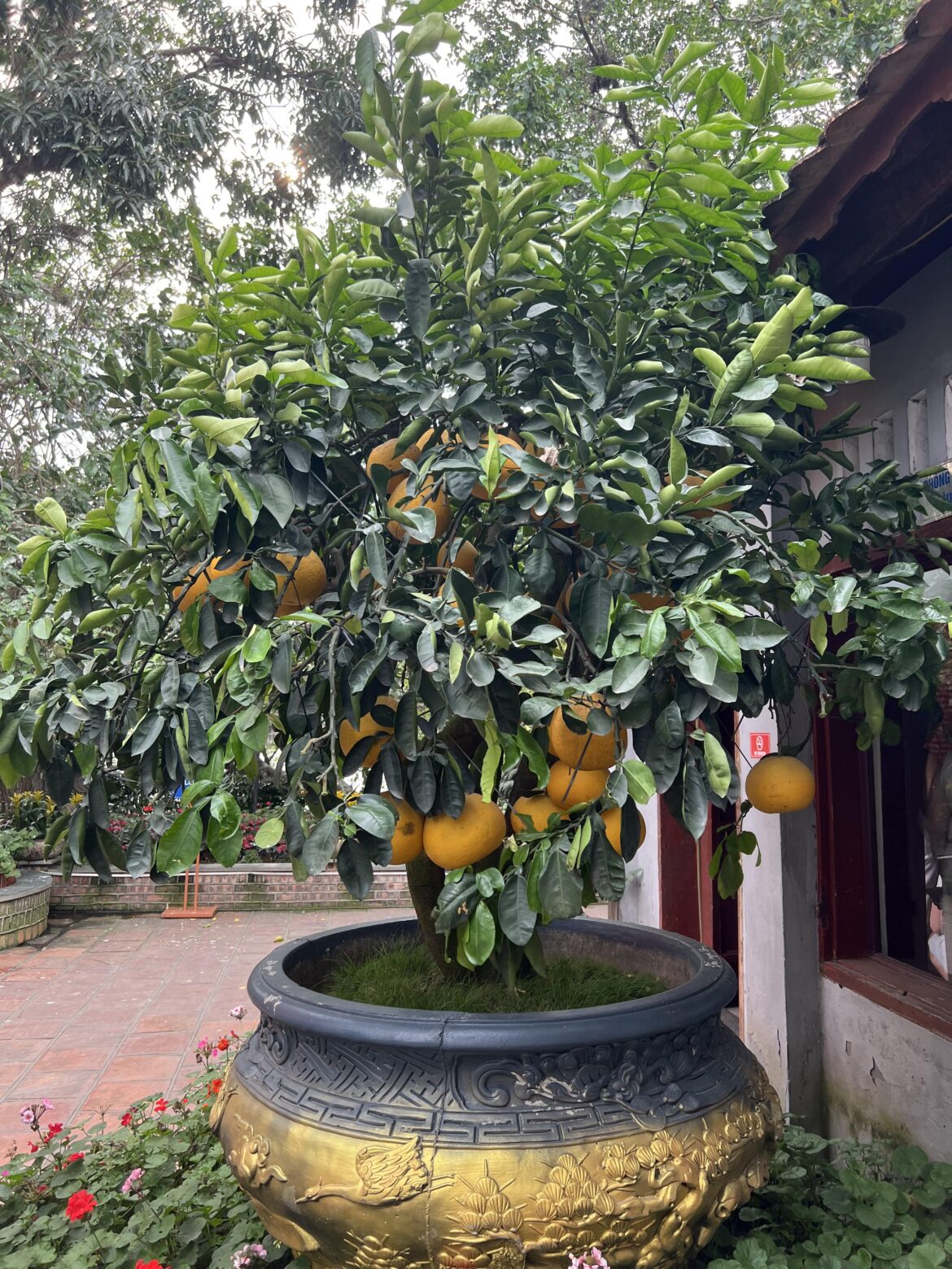 Absolutely stunning plant in Ngoc Son Temple - Hanoi, Vietnam!