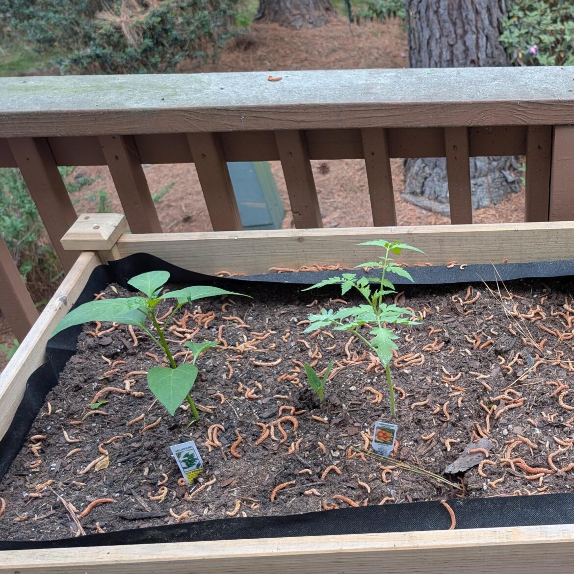 Is it possible to transplant zucchini that’s close to another plant? Is it possible to transplant zucchini that's close to another plant?
