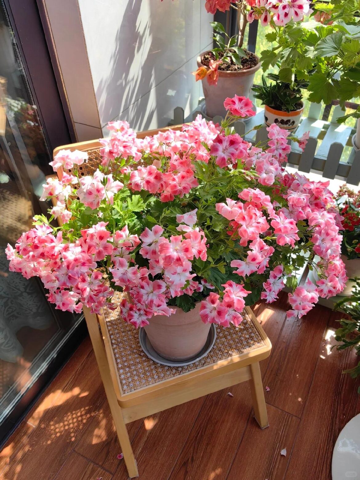 Spring on my balcony — my Kalanchoe!