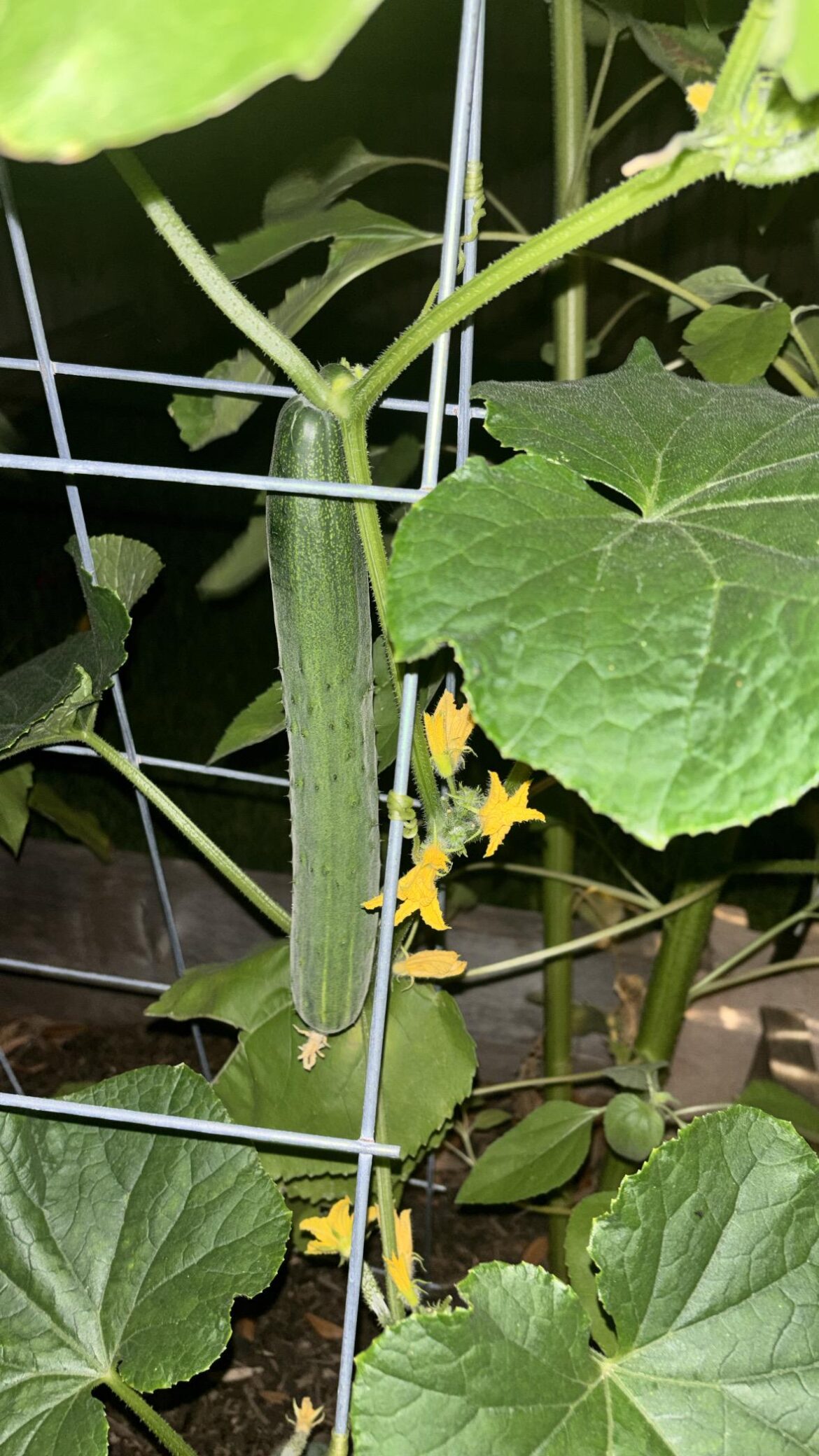 Long pepino