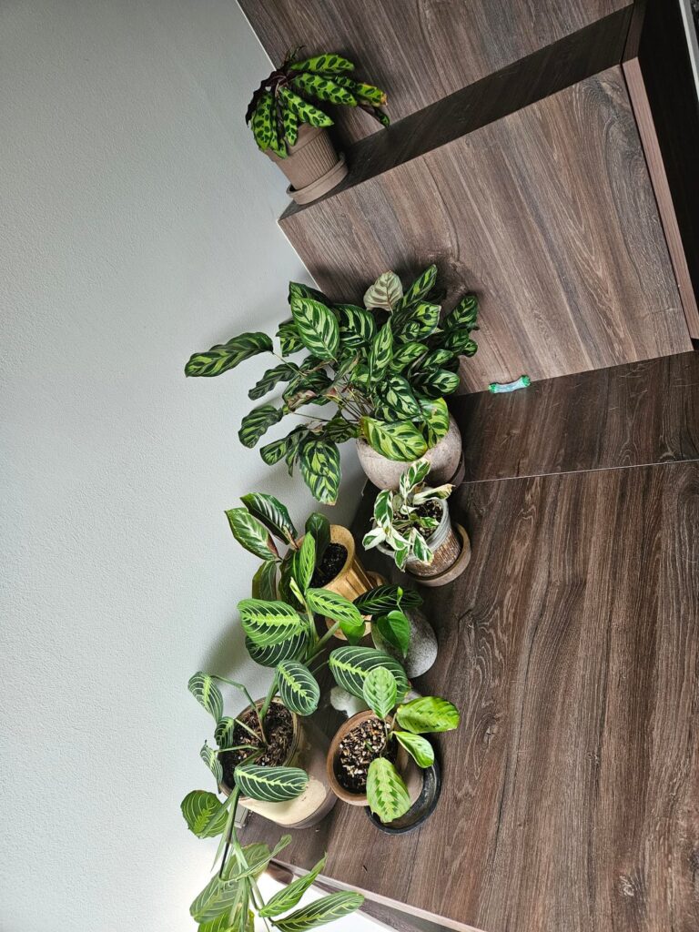 What should I add to my calathea/ maranta corner?