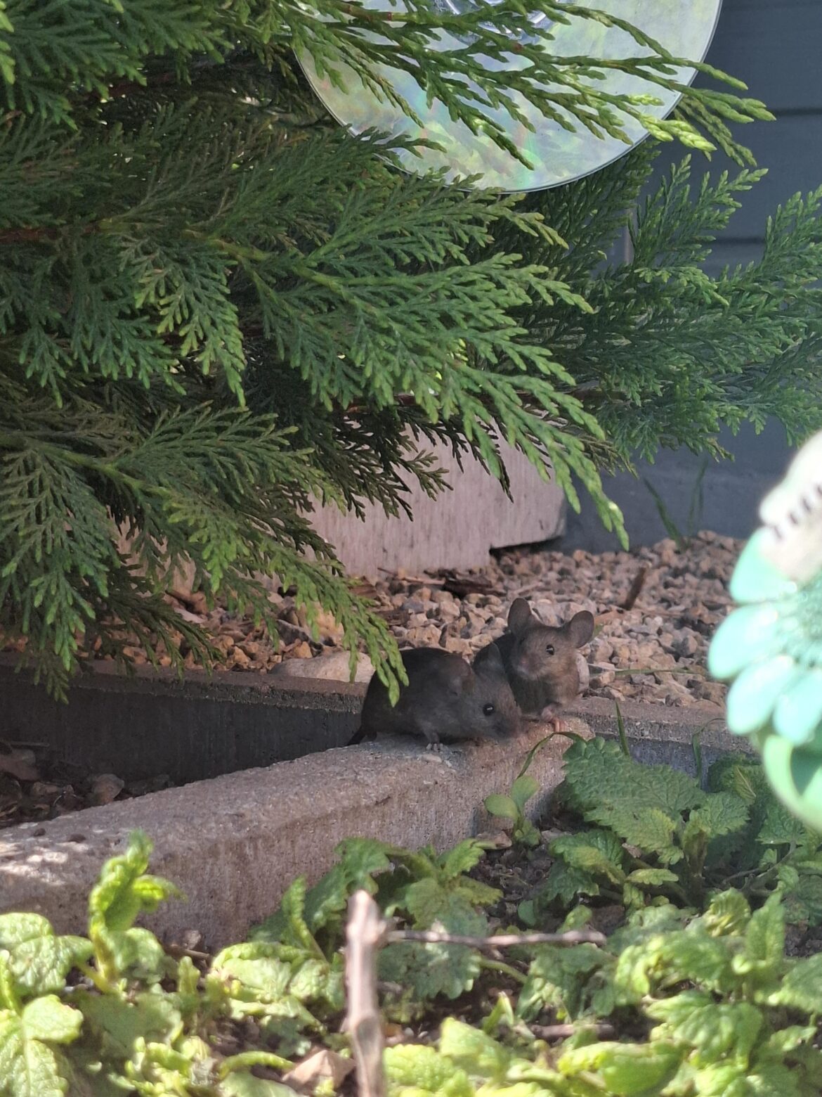 My parents want them gone. Do i relocate them? Will they cause much harm to the garden if i let them just roam around?