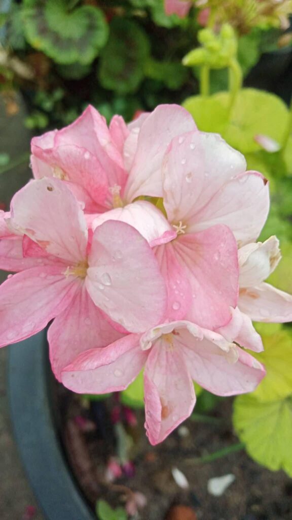 Fragile, but glowing