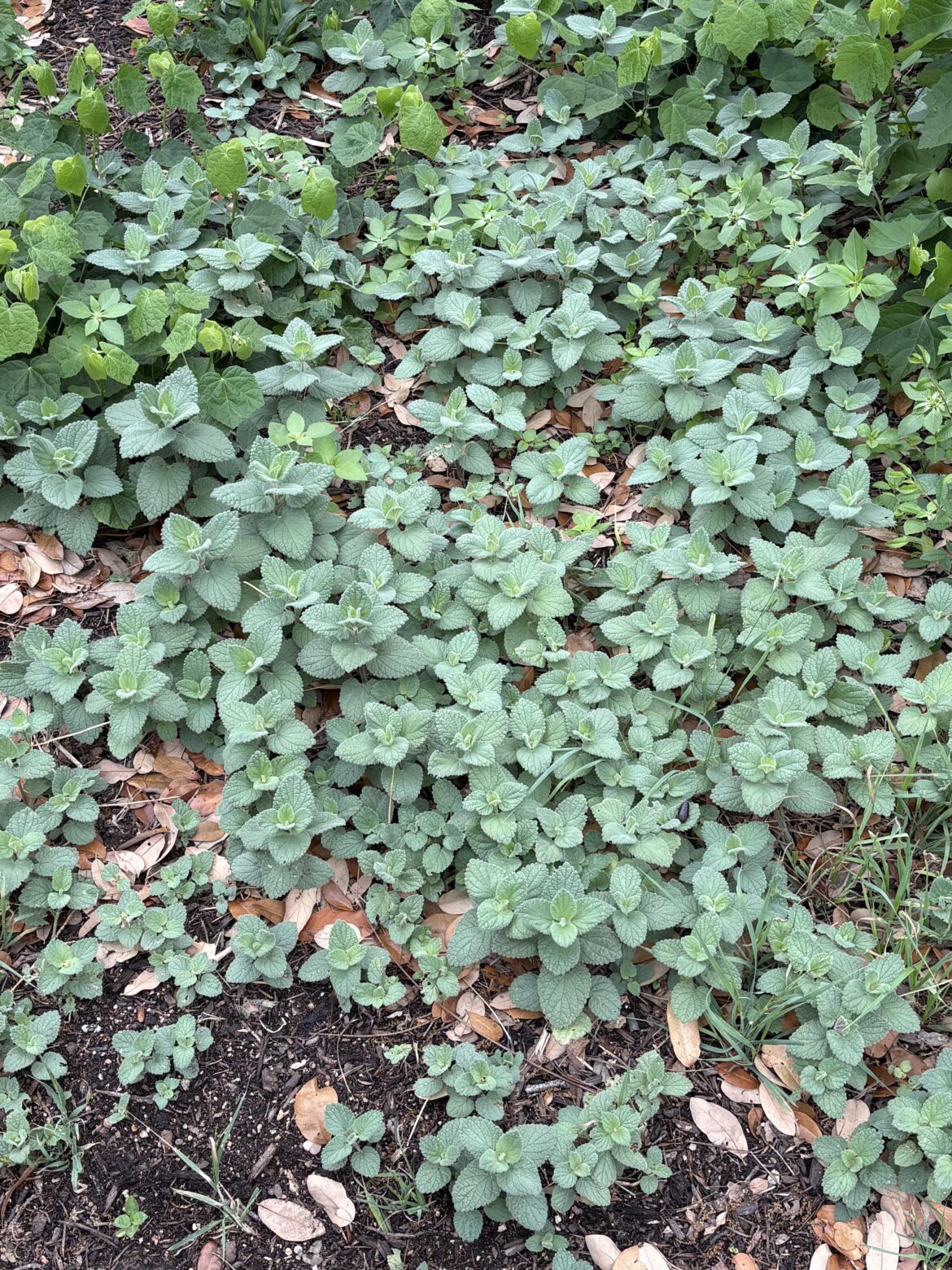 Waterloo Greenbelt ID