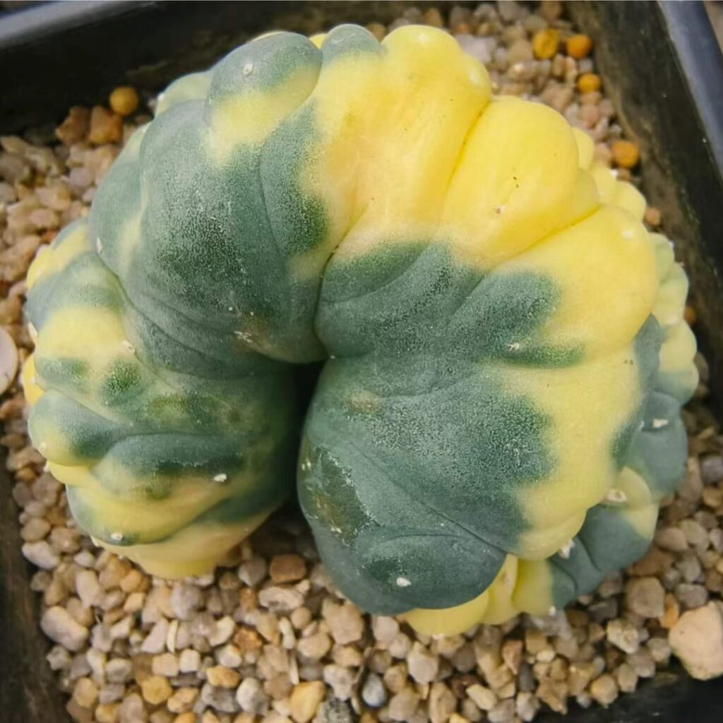Fasciated Lophophora fricii