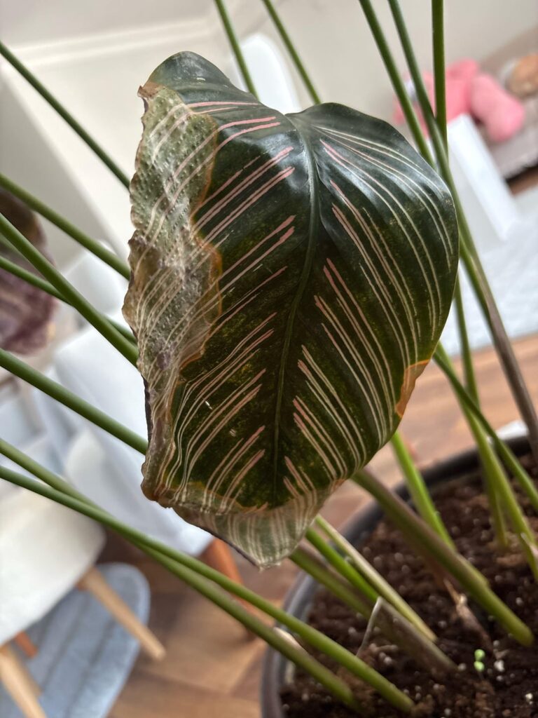 What is my calatheas problem? 😭