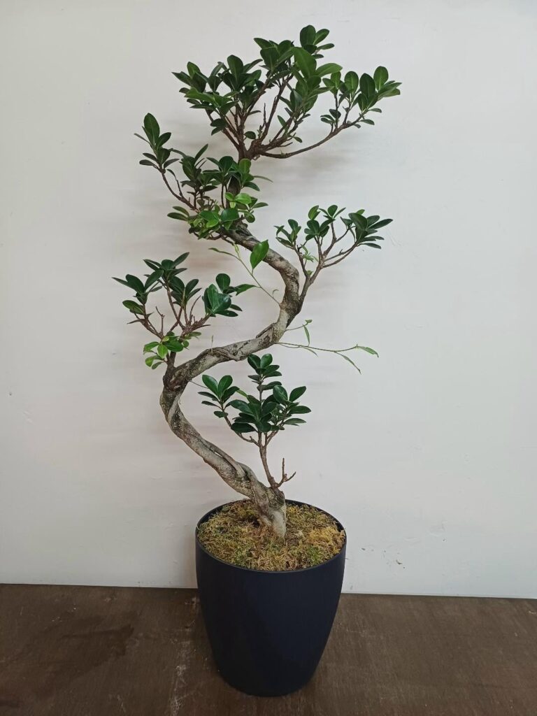 first plant help