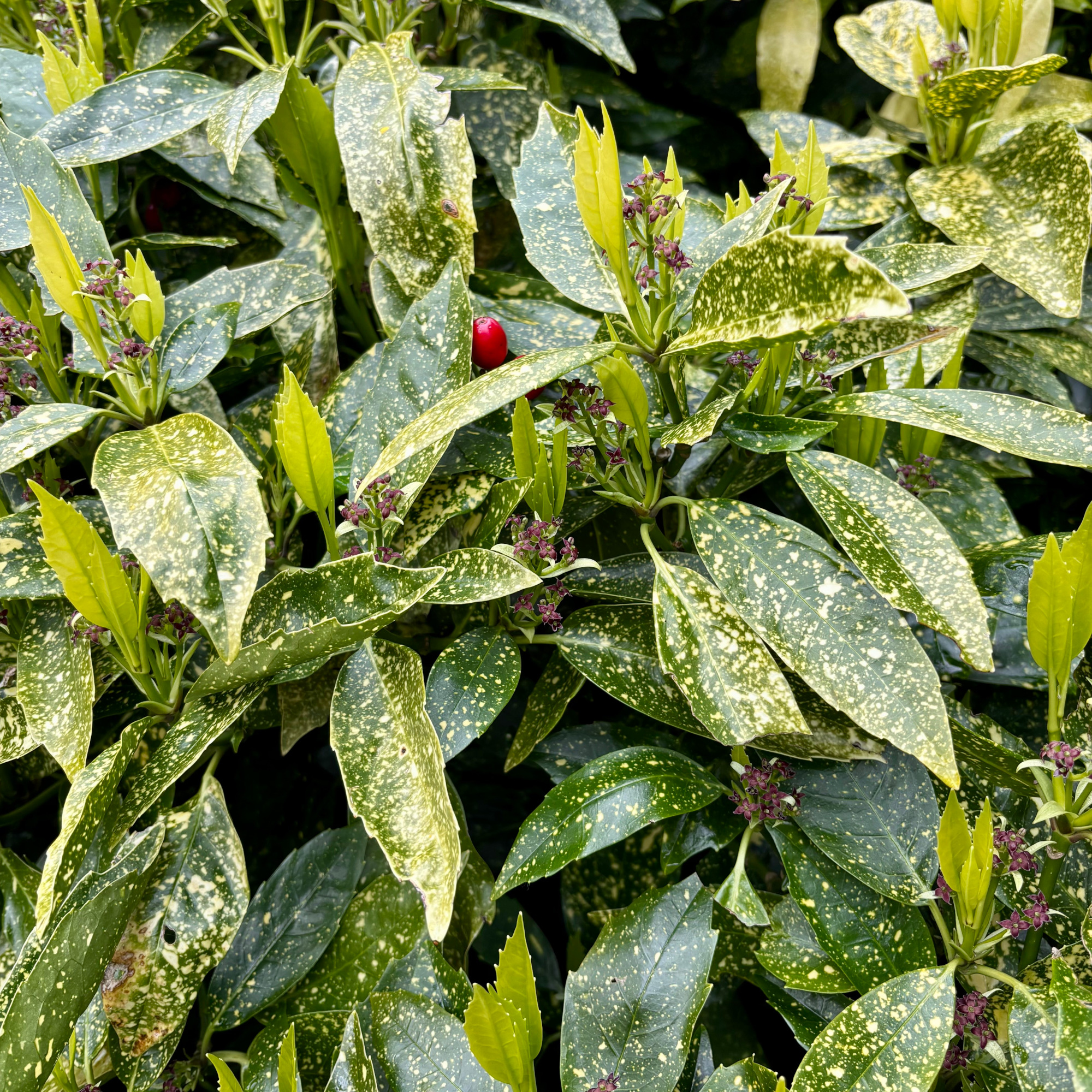 close up of spotted laurel