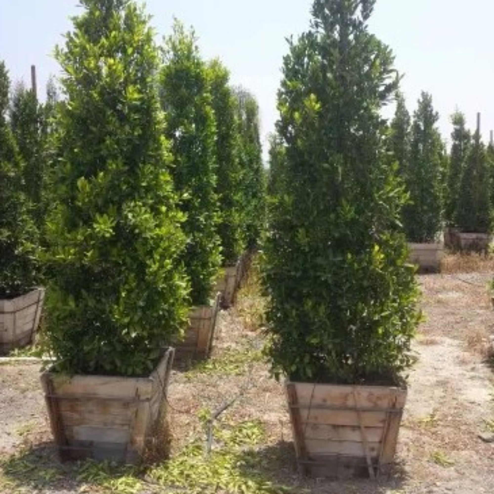Ficus Nitida