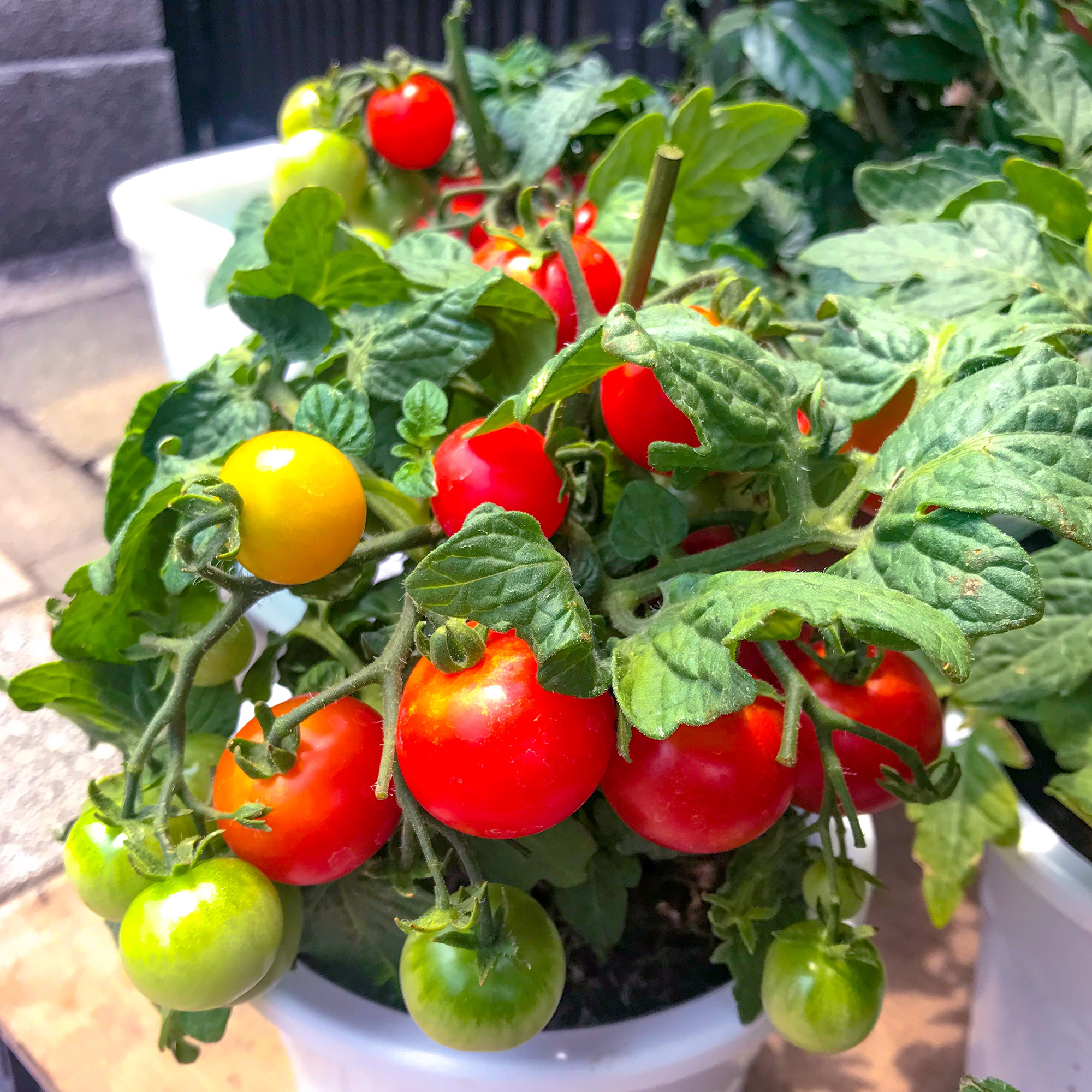 Tomato plant in pot