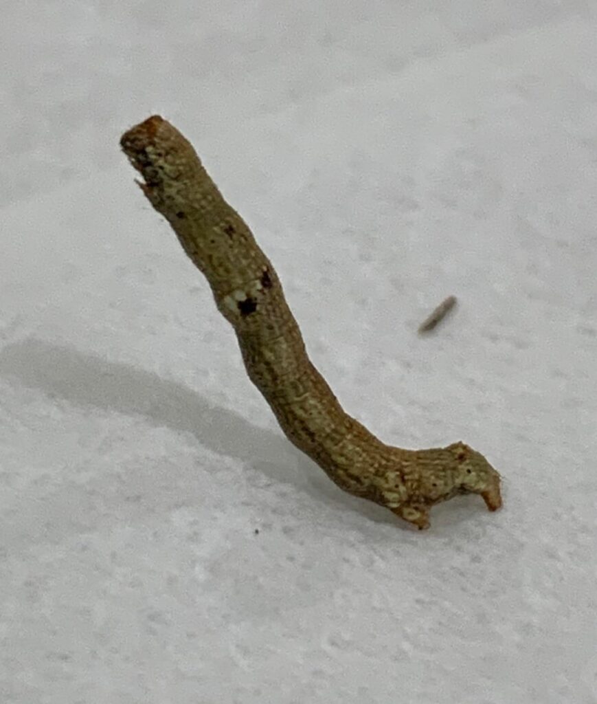 Found on my capsicum plant. What is it?