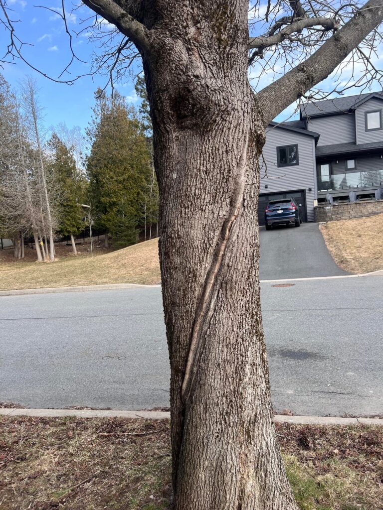 Lightning Scar?