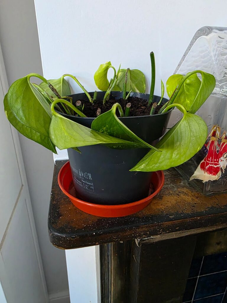 Can someone give me any tips on how to make this thrive? Dont want it to die! Can someone give me any tips on how to make this thrive? Dont want it to die!