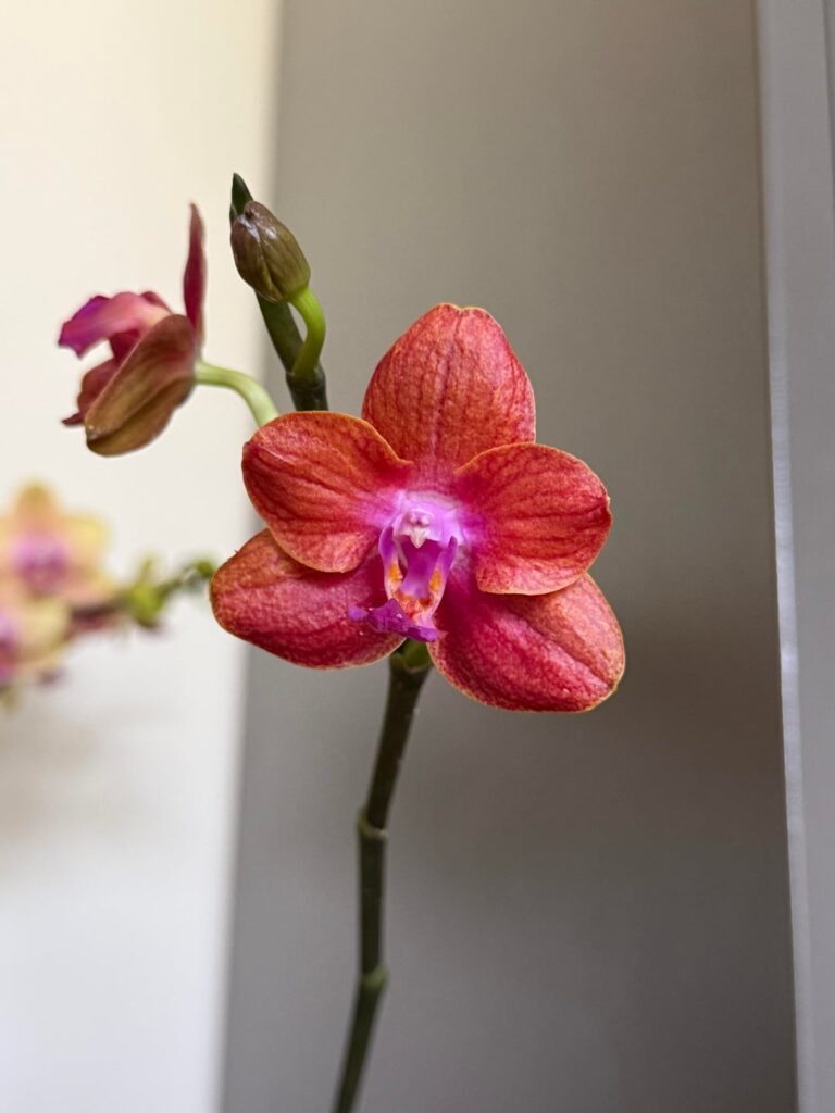 Some blooms ☀️