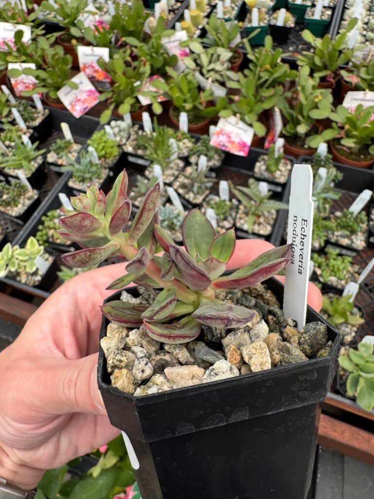 Echeveria nodulosa - pup or flower?