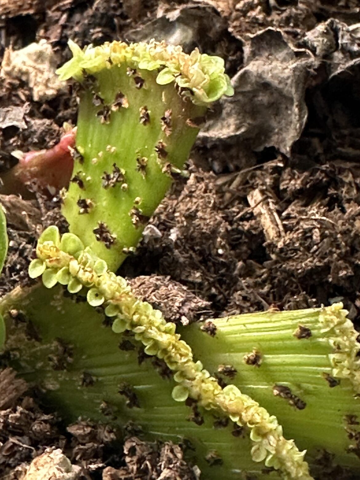 What in the alien looking plant…?