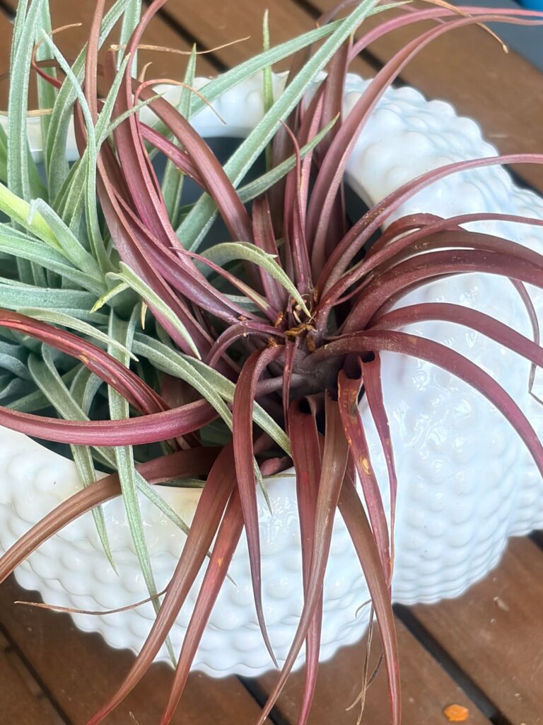 Help Propagating
