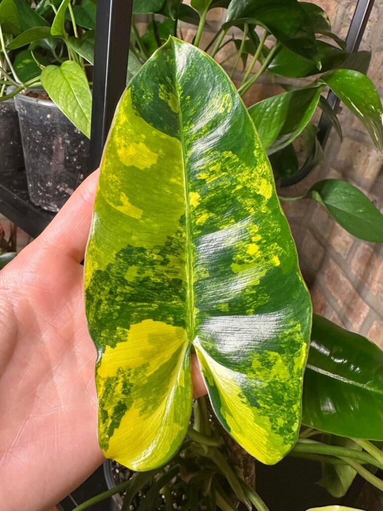 Burle Marx Flame Beauties