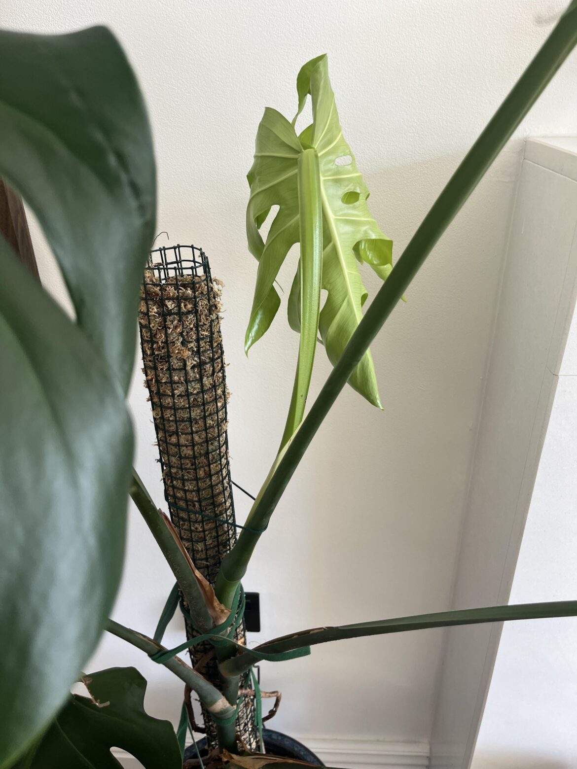 Help tying petioles the right way