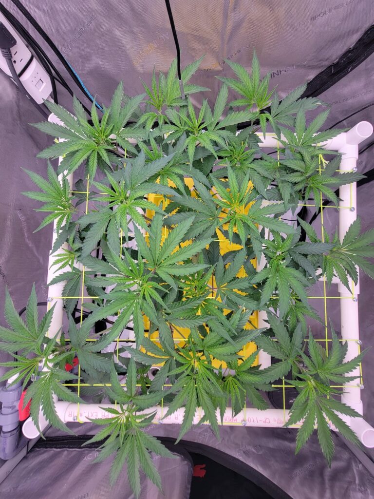 Pink Slurpee day 57