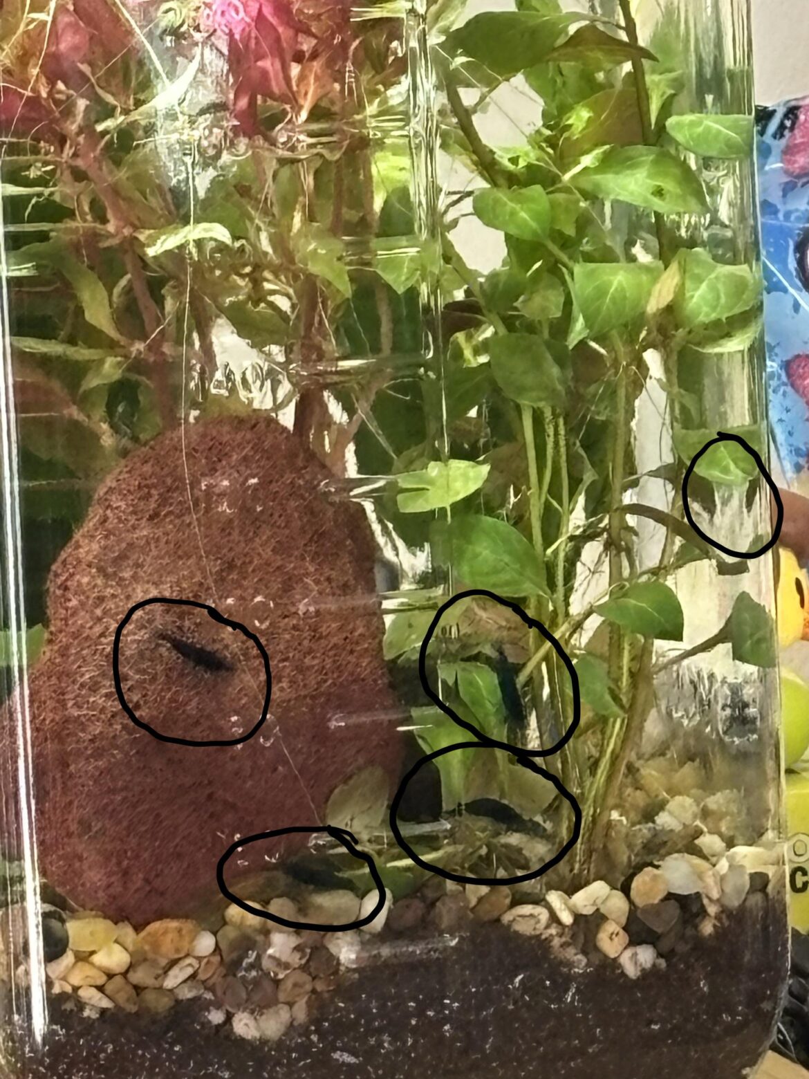 Finally got to add shrimp!