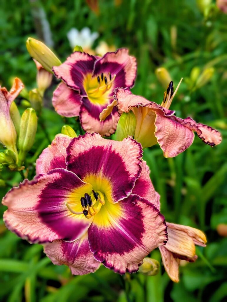 Looking back at last season’s daylilies while I wait for new blooms.
