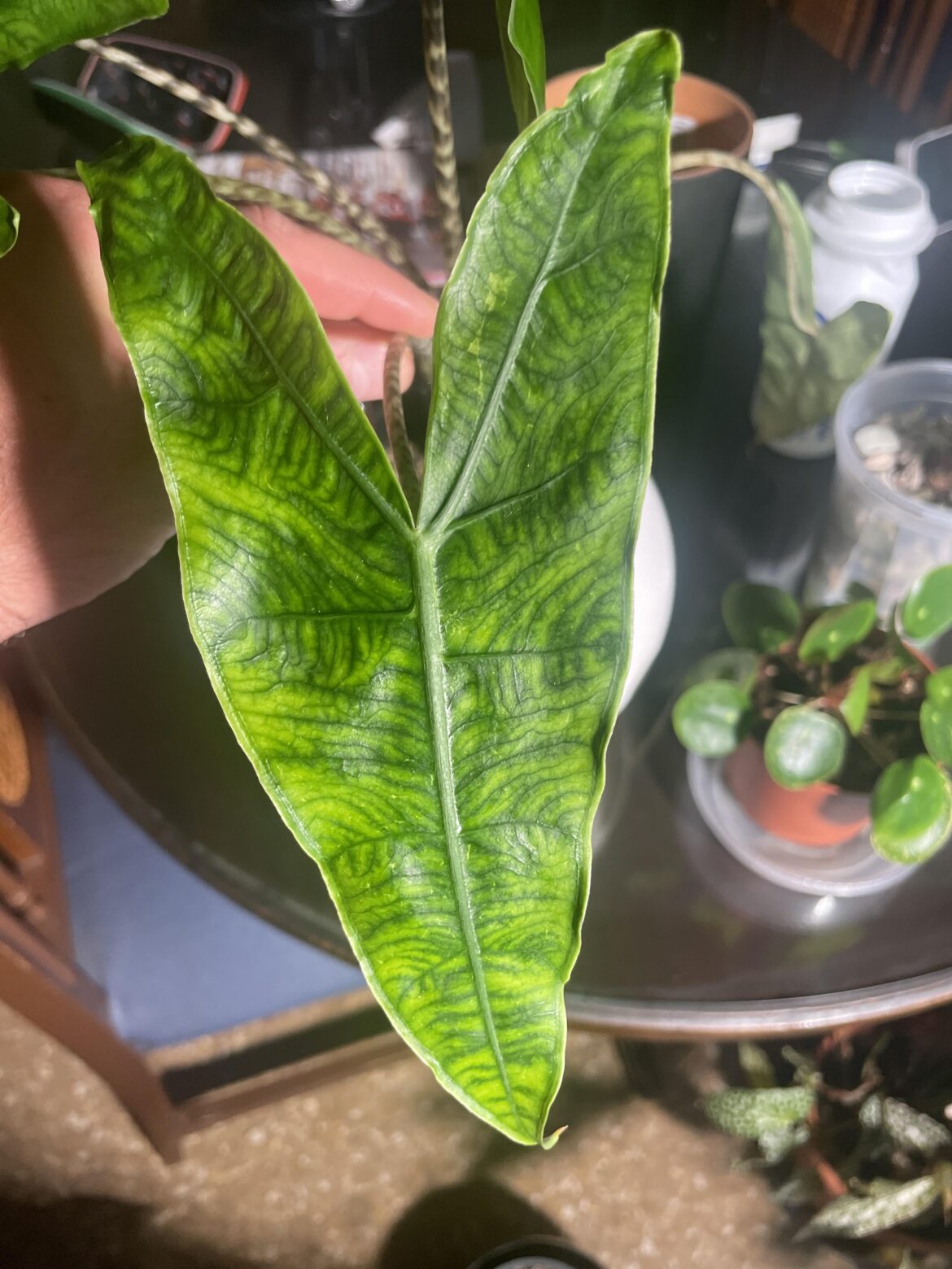 Zebrina reticulata leave 😚
