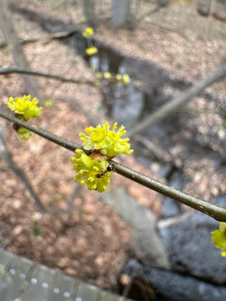 Ant pollination!