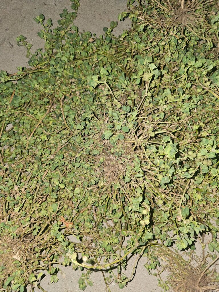Help identifying and removing this weed please