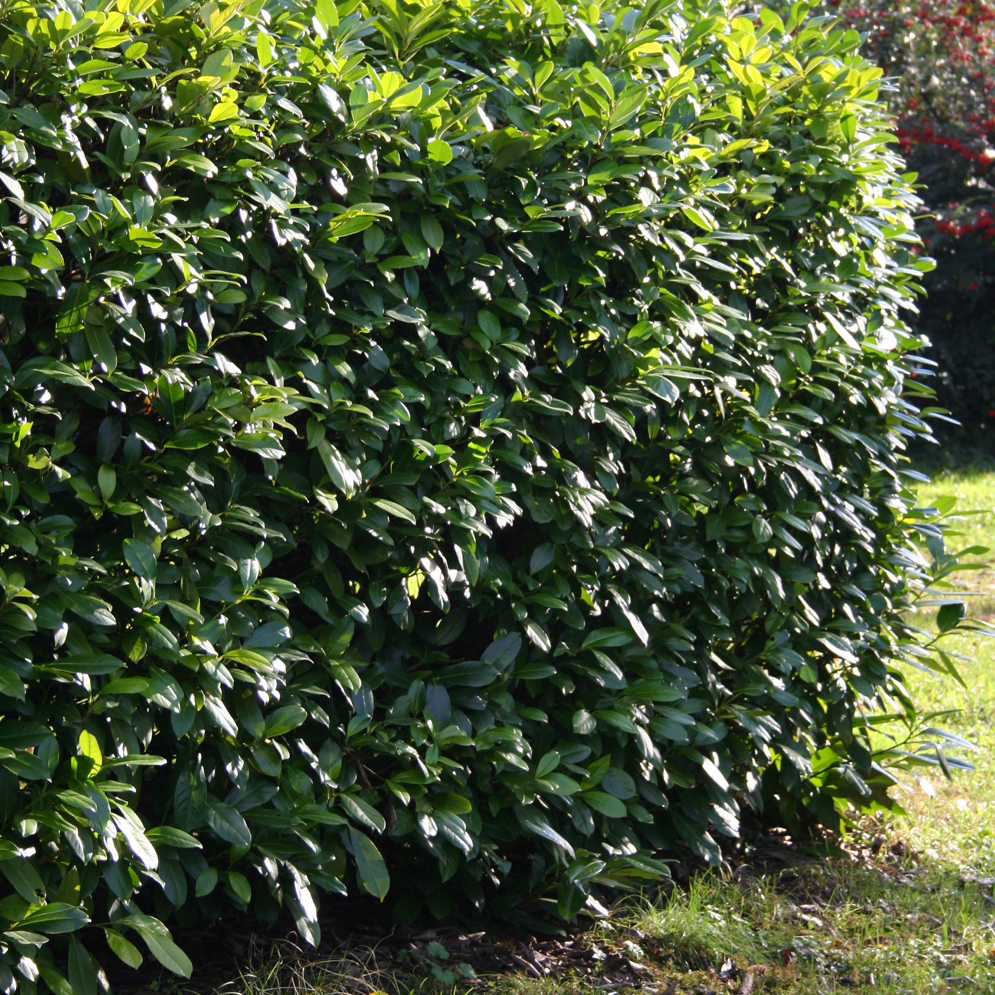Laurel hedge