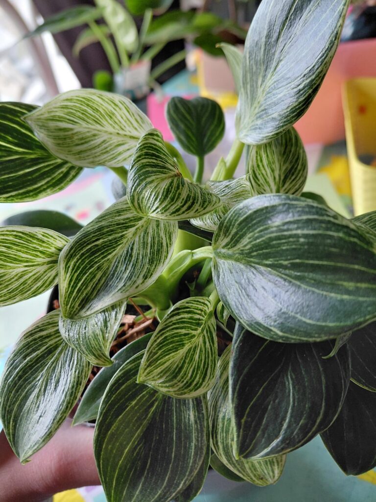 Wishlist plant gifted 🥰 Wishlist plant gifted 🥰
