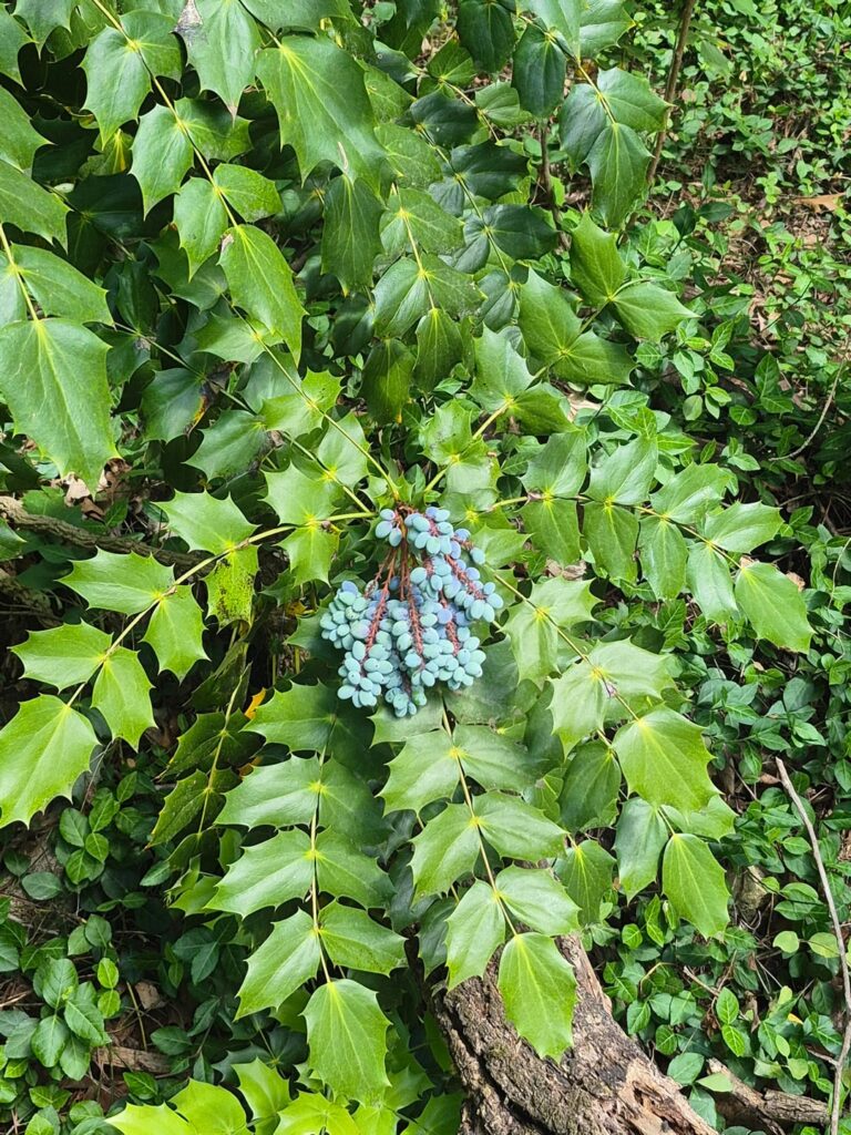What are these berries called, and are they poisonous? (Eastern Tennessee)