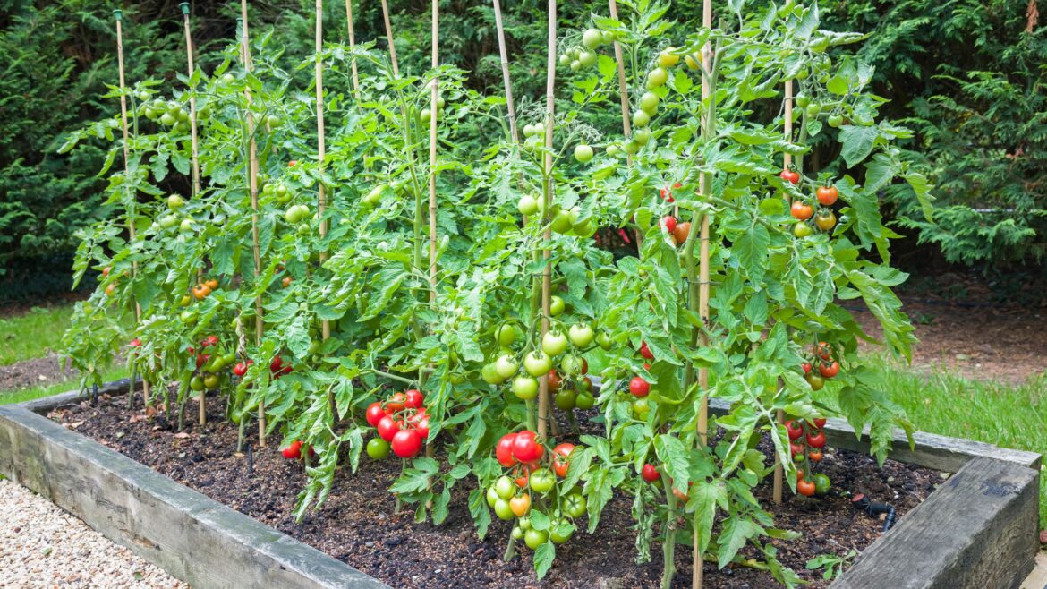 Gardeners urged not to make this one big mistake when planting tomatoes Gardeners urged not to make this one big mistake when planting tomatoes