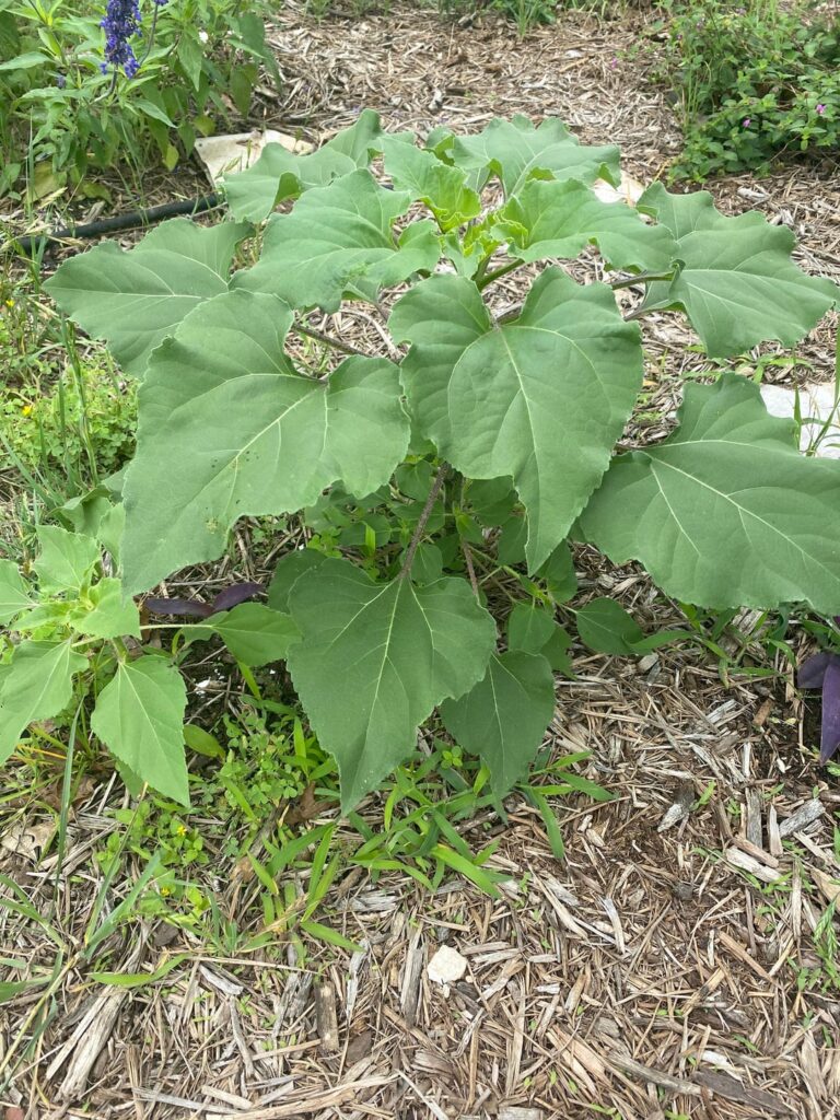 Plant ID: Is this a weed?