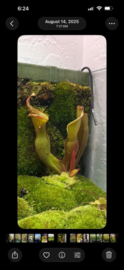 Heliamphora 9 month Progress😎