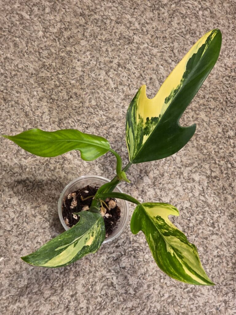 Wishlist plant, Philodendron Panduriforme variegated