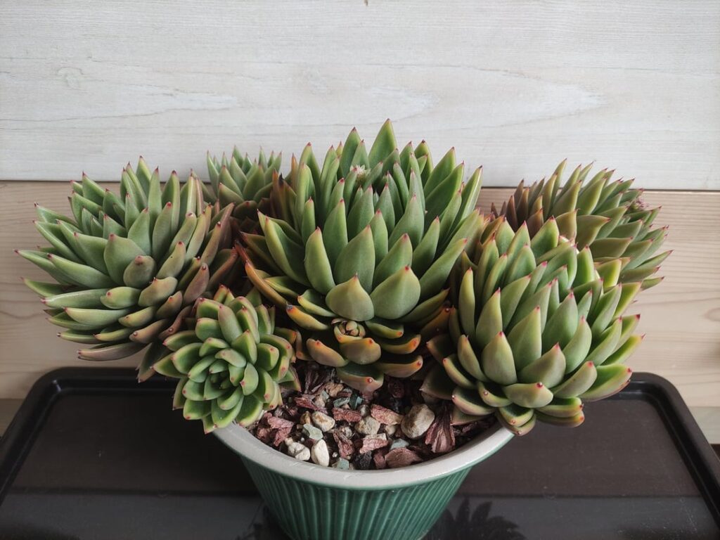 E. Agavoides starting to fill up the pot quite nicely
