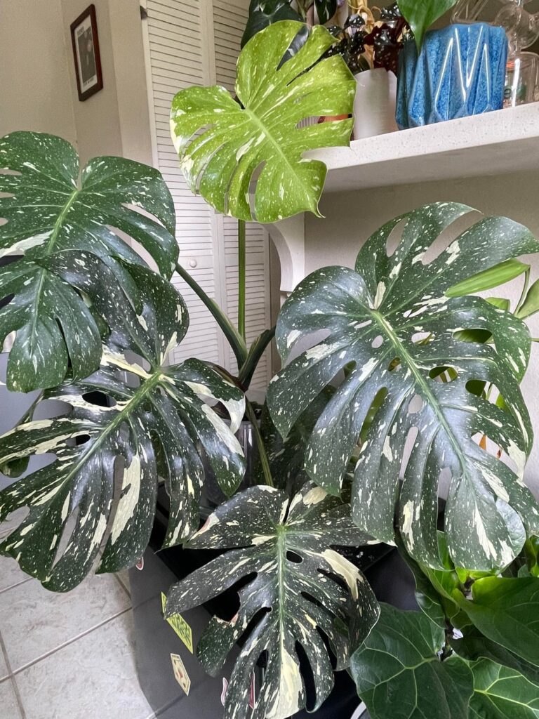 No inner fenestrations on newer leaves