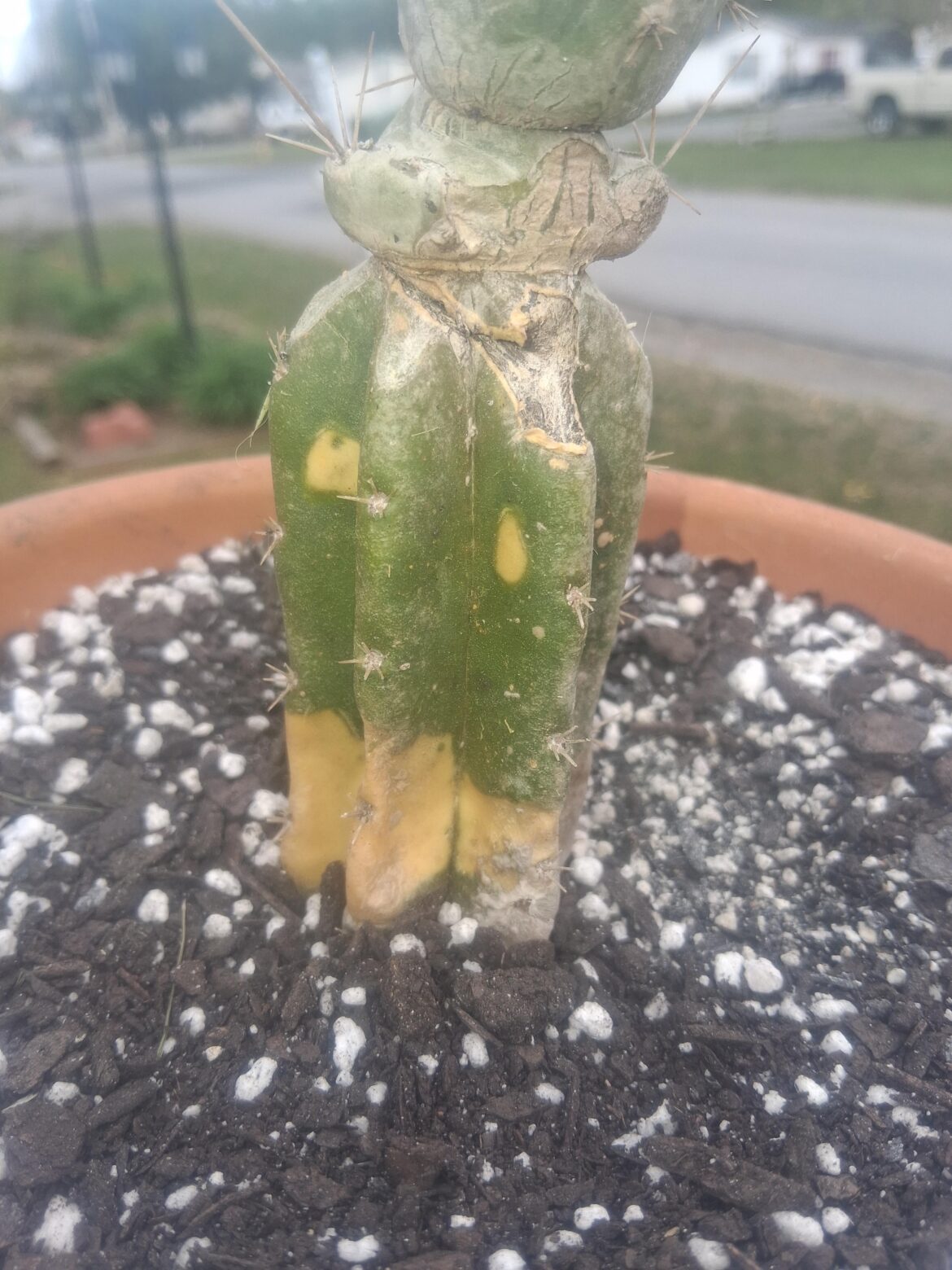 Sudden yellowing?