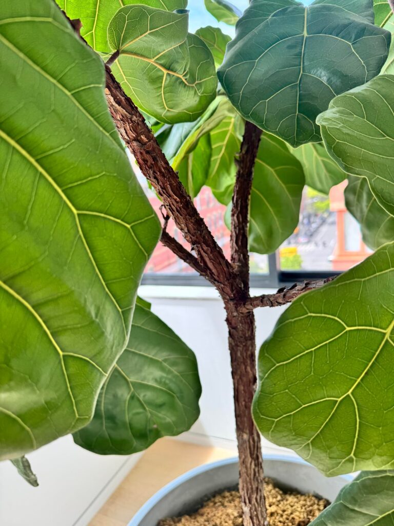 pruning and notching