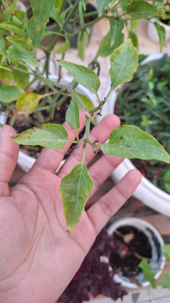 What is wrong with this pepper?